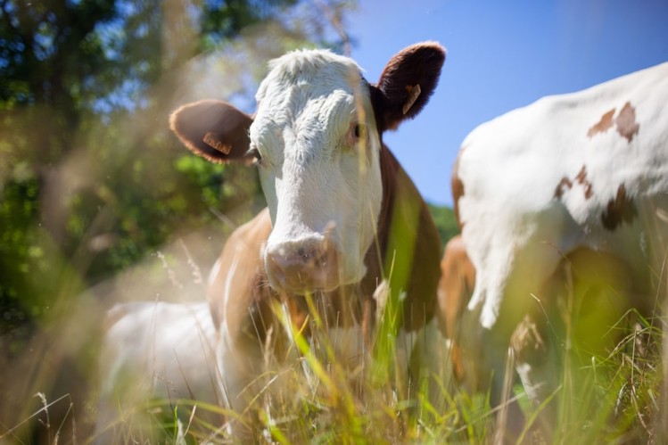 Una stampa senza compromessi: cosa vuol dire stampare ecologico e vegan