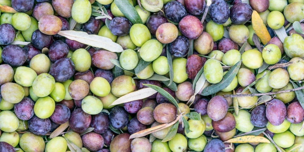 stampa-etichette-olio-firenze-studio-grafico-min.jpg stampa-etichette-olio-firenze-studio-grafico-min.jpg