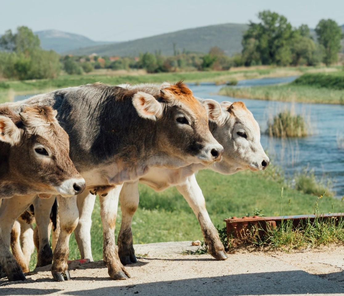 vegan-tipografia-firenze-min.jpg